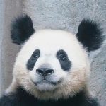 CDD的头像-蛋蛋AI情报局